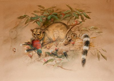 The Bassaris - Bassaris astuta by Joseph Wolf